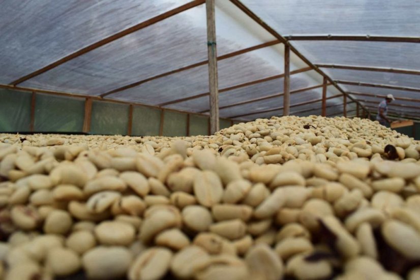Colombia Tumbaga sugarcane decaf - Praženie a balenie: espresso 250g