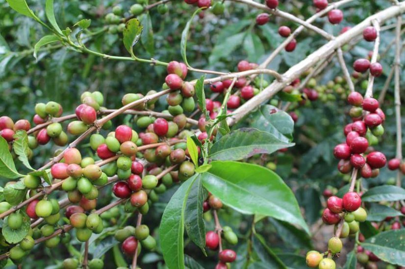 Ethiopia Abebe Hilu Yirgacheffe - Praženie a balenie: filter 1kg