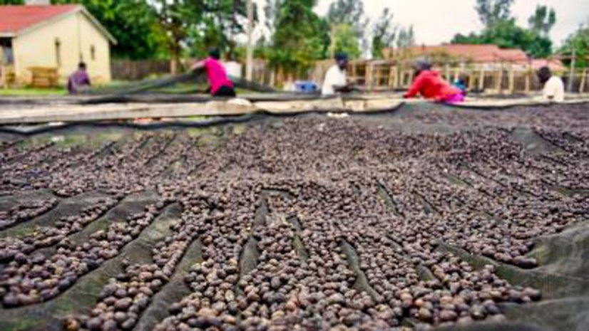 Uganda Zesui womens natural - Praženie a balenie: espresso 250g