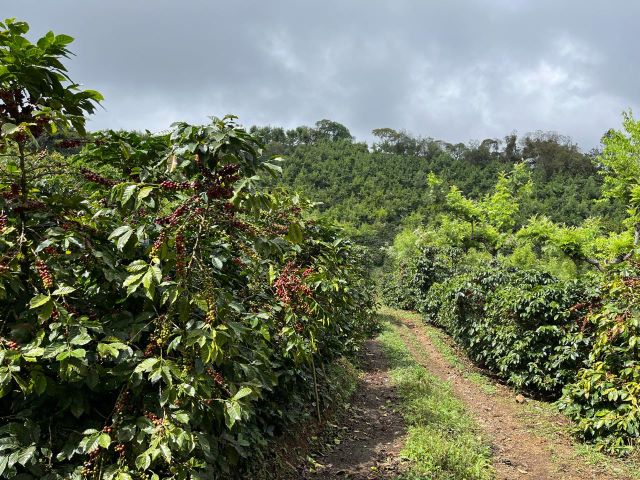 Guatemala La Bella - Praženie a balenie: espresso 500g