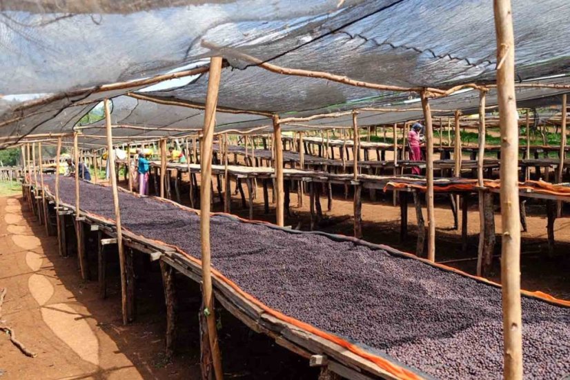 Ethiopia Sidamo Bombe Shantawene - Praženie a balenie: filter 500g