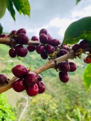 Colombia Jesus Barahona Buenavista