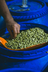 Colombia Monteblanco