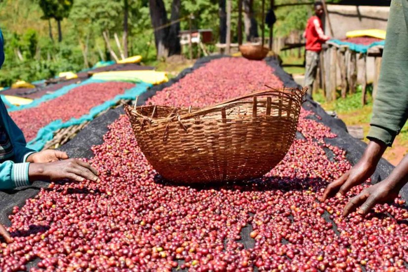 Ethiopia Sidamo Bombe Shantawene - Praženie a balenie: filter 500g