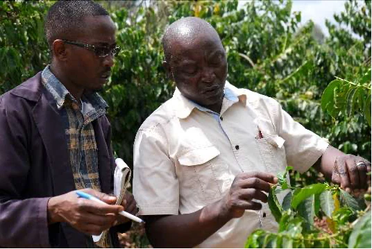 Kenya Endebess natural - Praženie a balenie: espresso 250g