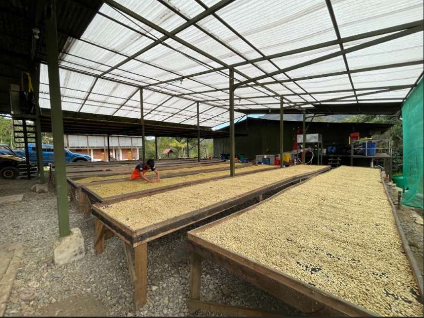 Peru Timbuyacu Maragogype - Praženie a balenie: espresso 500g