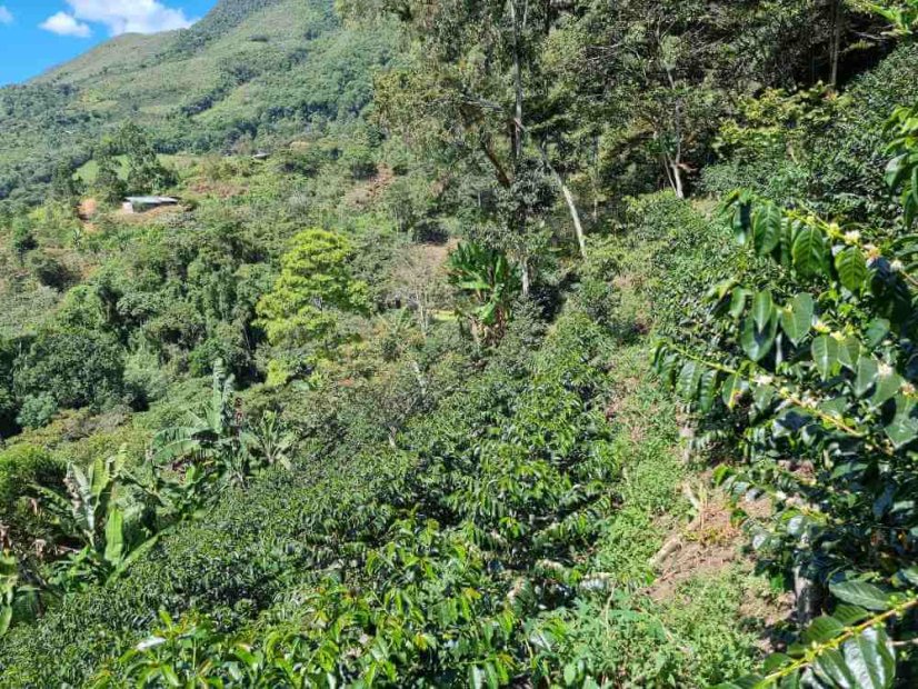 Peru Idelso, Paul, Marcelino geisha