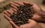 Kenya Endebess natural - Praženie a balenie: filter 500g