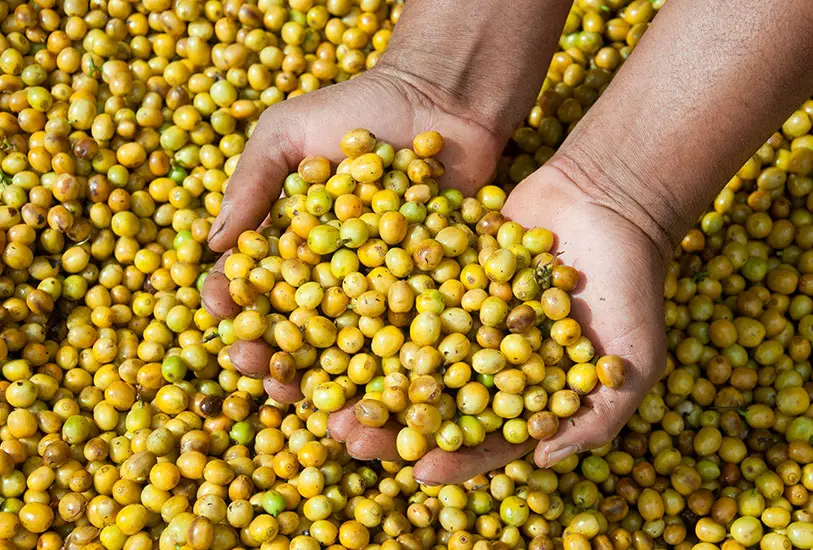 Brazil Fazenda das Almas - Praženie a balenie: espresso 250g
