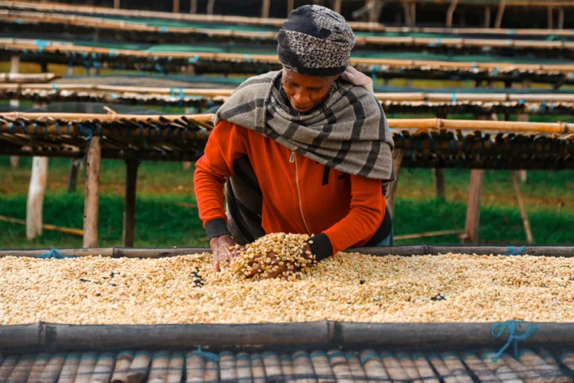 Ethiopia Hamasho - Praženie a balenie: espresso 500g
