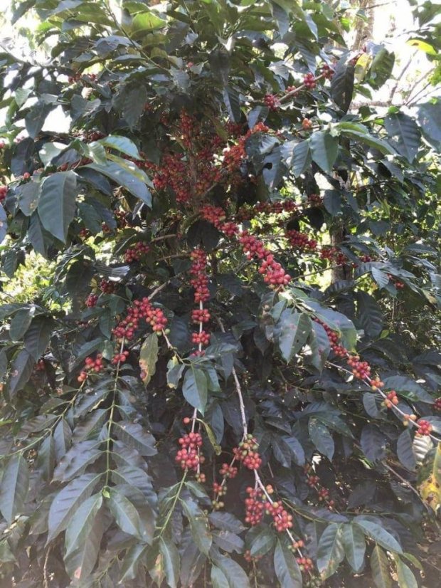 Panama Loma de Los Cedros 1000g - Praženie a balenie: espresso 1kg