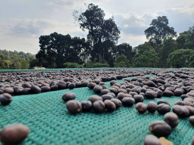 Ethiopia Denbi Uddo - Praženie a balenie: espresso 500g