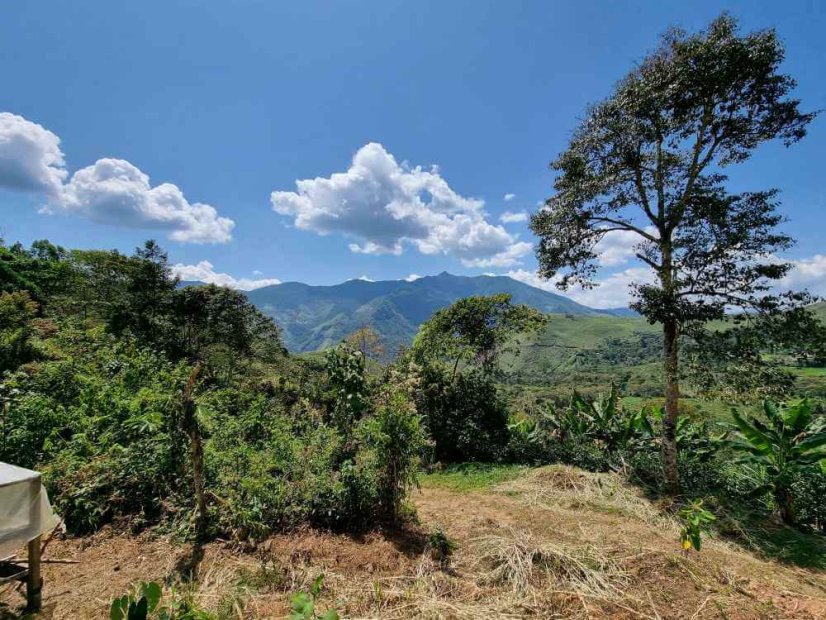 Peru Idelso, Paul, Marcelino geisha