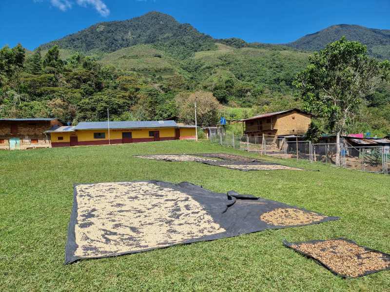 Peru San José del Salto geisha - Praženie a balenie: filter 500g