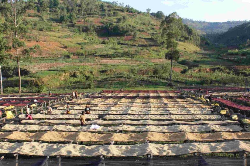 Burundi Kibingo - Praženie a balenie: filter 500g