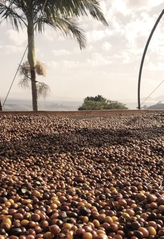 Brazil  Fazenda Mariano 1000g - Praženie a balenie: espresso 1kg