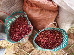 Ethiopia Denbi Uddo