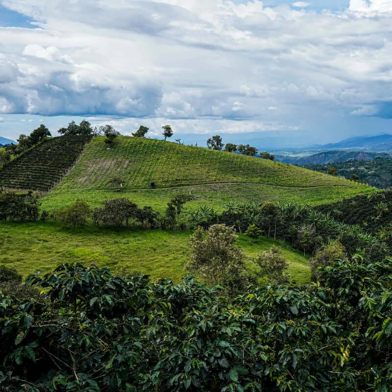 Colombia Ancestro - Praženie a balenie: espresso 500g