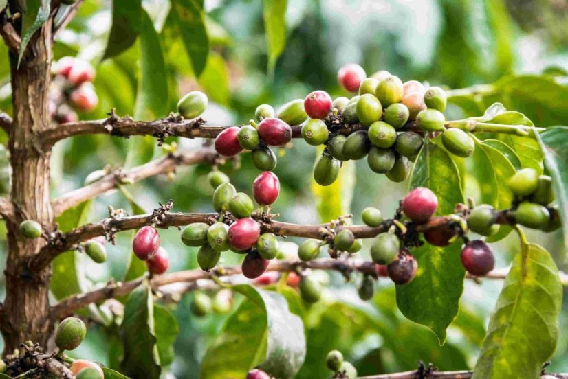 Kenya Juliana Kiambu AA - Praženie a balenie: espresso 250g