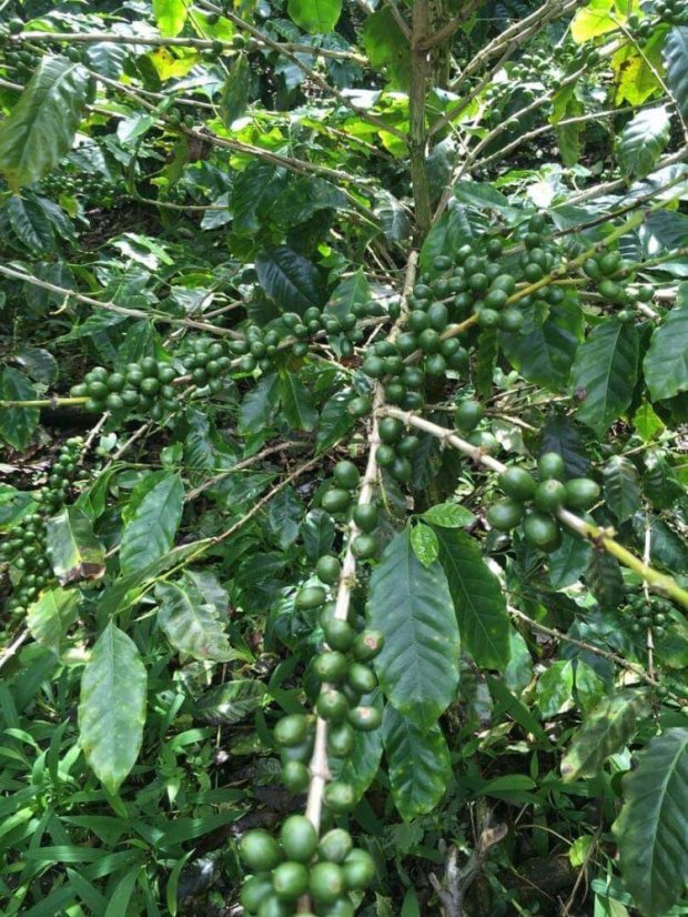 Panama Loma de Los Cedros - Praženie a balenie: espresso 500g