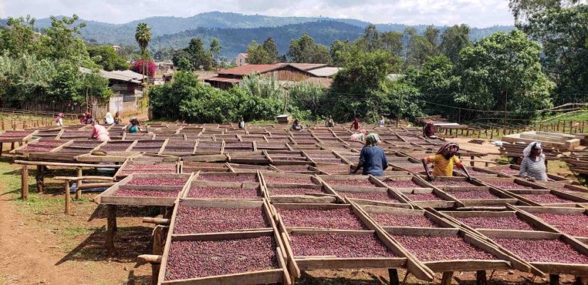 Ethiopia Tomas Ganamo - Praženie a balenie: espresso 500g