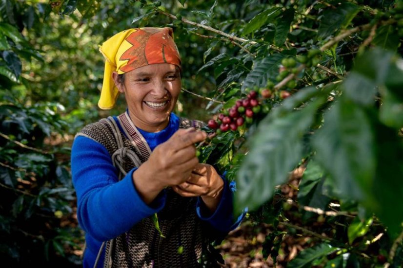 Peru Timbuyacu Maragogype - Praženie a balenie: espresso 500g