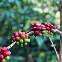El Salvador Finca El Cerro Pacas