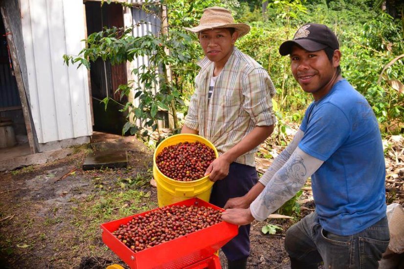 Panama Loma de Los Cedros - Praženie a balenie: espresso 500g