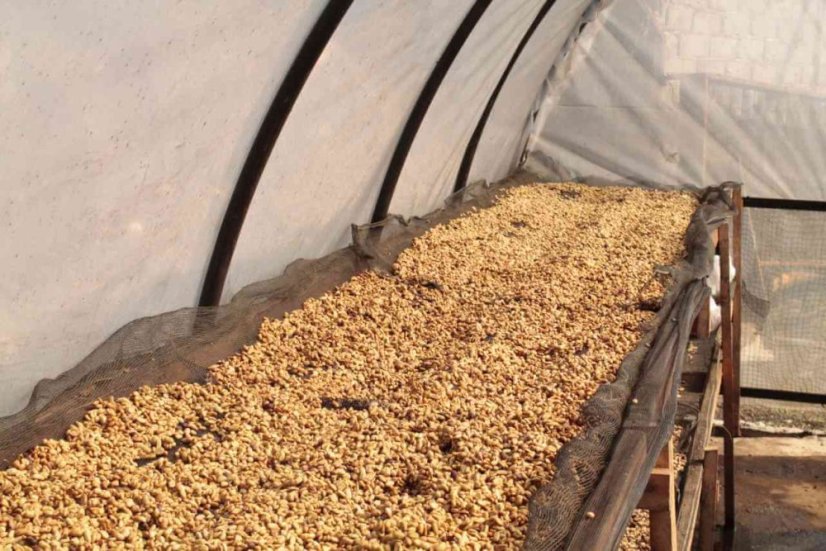 Sumatra Gayo Sesongot anaerobic honey - Praženie a balenie: filter 500g