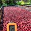 El Salvador Finca El Cerro Pacas - Praženie a balenie: espresso 500g