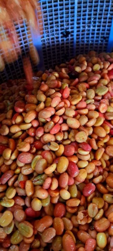 Vietnam Langbiang pink honey - Praženie a balenie: espresso 500g