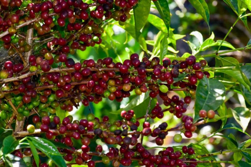 Ethiopia Sidamo Bombe Shantawene - Praženie a balenie: filter 500g
